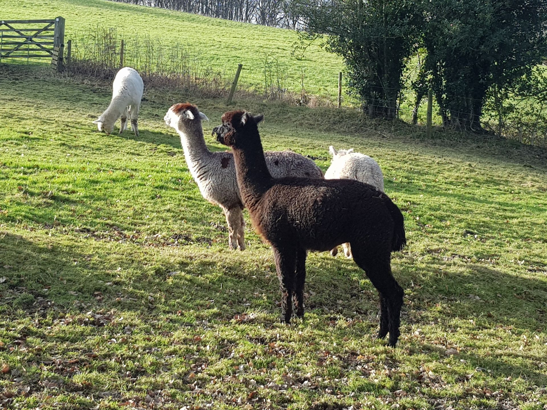 Alpacas
